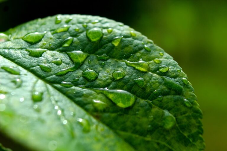 leaf, closeup, nature, droplets, water, rain, macro, foliage